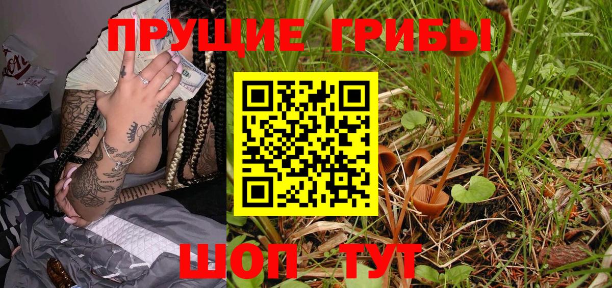 Галлюциногенные грибы Psilocybe  Мурино 